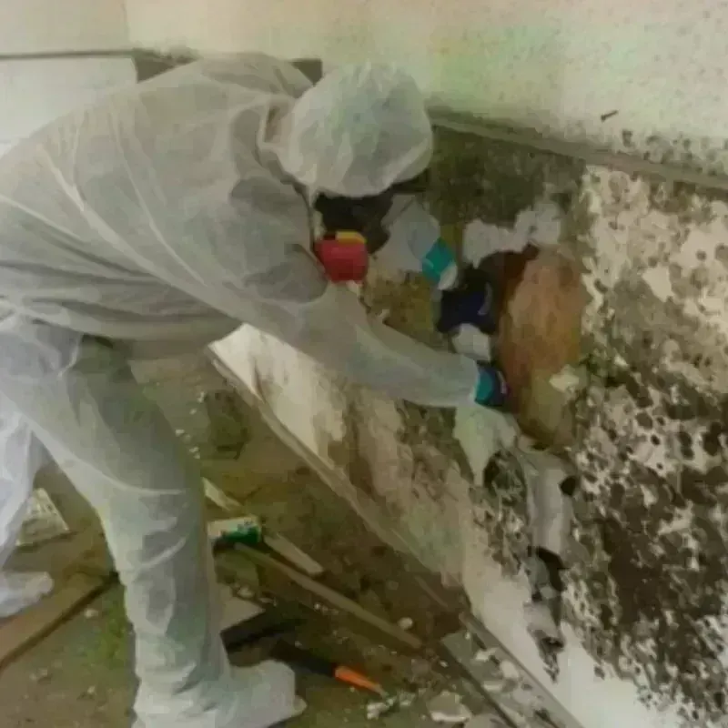 Mold Remediation and Removal in Lanham, MD